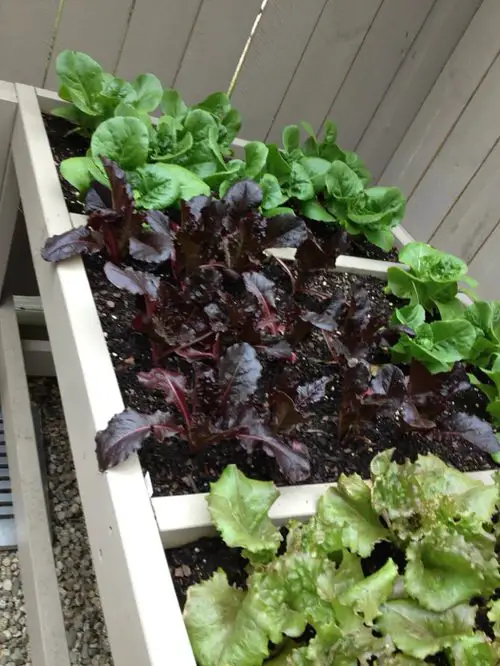 Lettuce Planter Projects for Gardeners 20