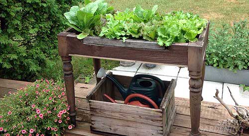 DIY Lettuce Garden Ideas 21