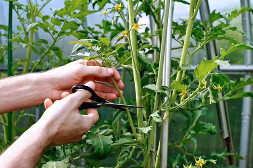  Propagate Tomatoes From Cuttings