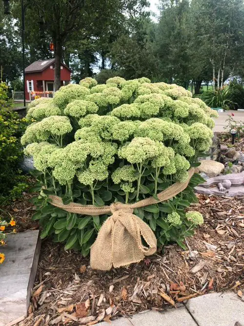 Garden Decor Ideas 34