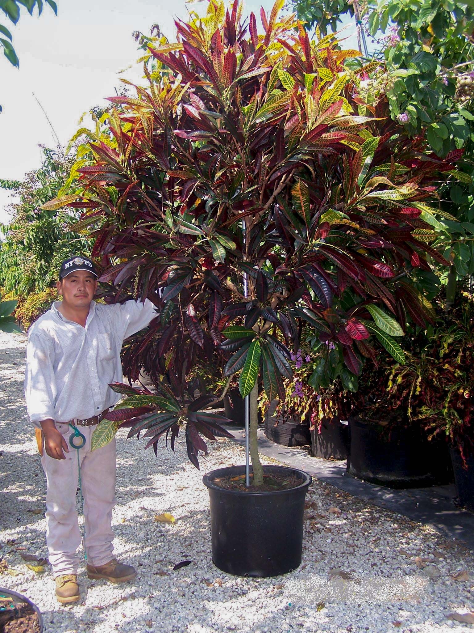 How to Grow Big Croton Like a Tree 1