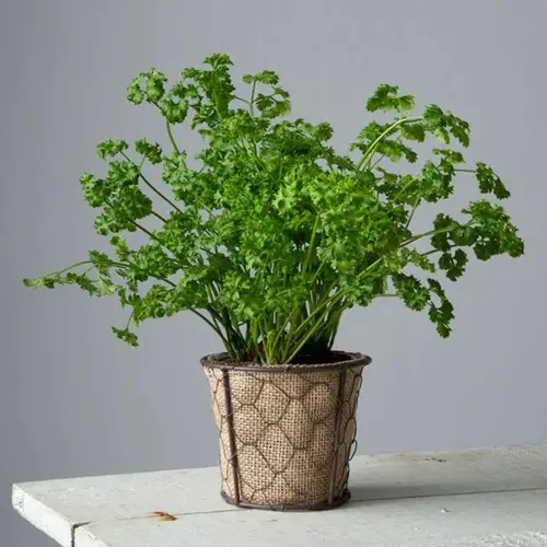 Excellent Trap Plants for Aphids
