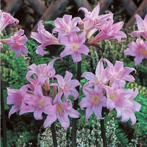  Plants with Toxic Milky Sap 4