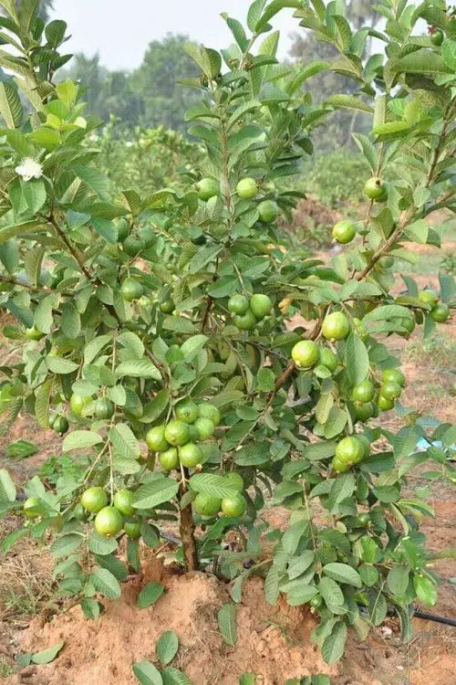 Plants for Your Tropical Edible Garden to Grow
