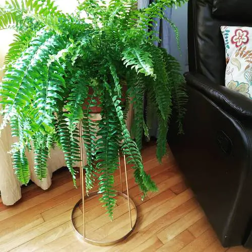 Ferns Turning Brown and Dying High Temperatures