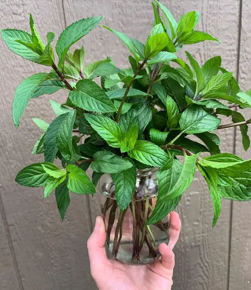 Plants That Naturally Repel Aphids that you grow