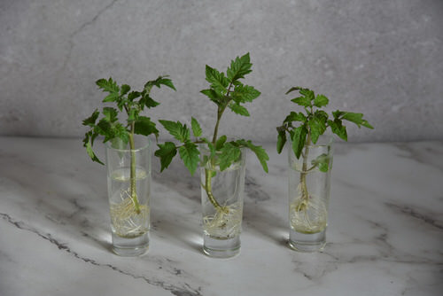 Growing Tomato Cuttings in Water
