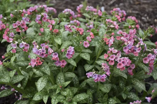 Color Changing Flowers 3