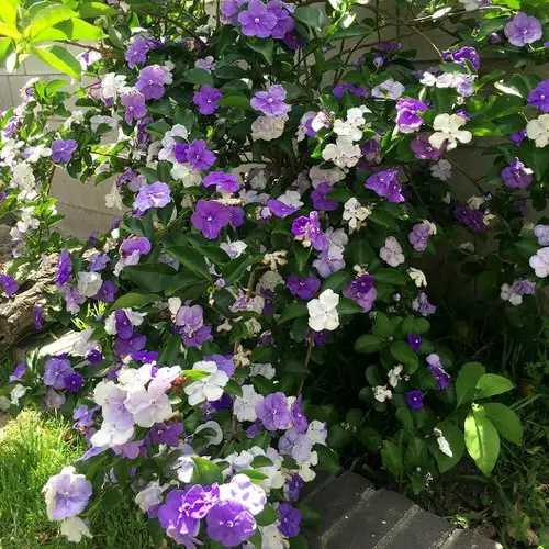 Flowers that Change Colors 2