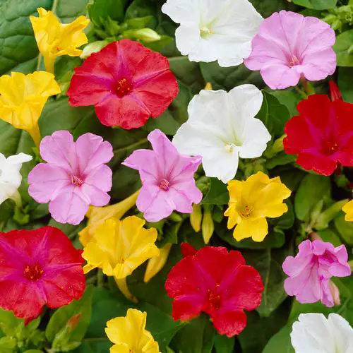 Four O'Clock flowering vine