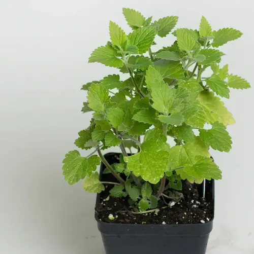 Growing Plants That Naturally Repel Aphids