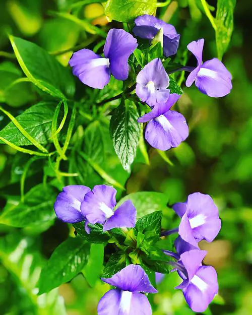 Flowers that Change Colors 8