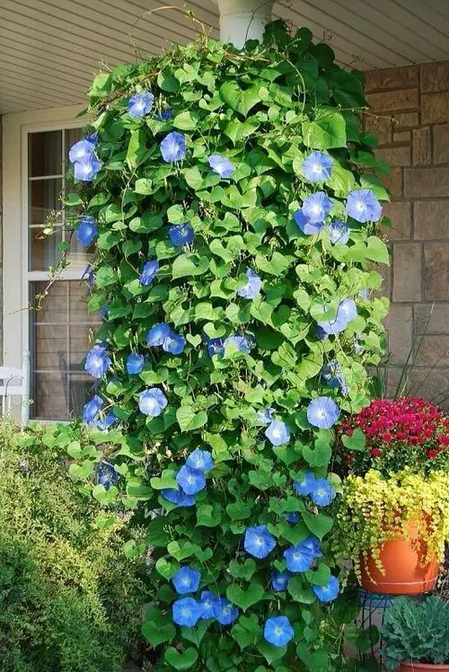 Color Changing Flowers 9