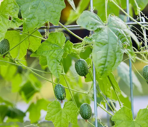 List of Fruits That Grow on Vines 9