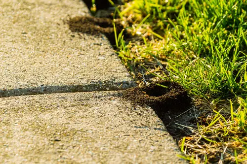 Ways to Get Rid of Carpenter Ants from Homes and Gardens 6