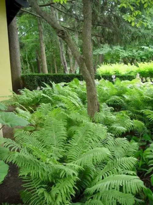 Best Plants for Soggy & Wet Soil 23