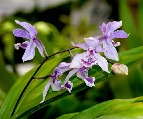 Best Types of Blue Orchids