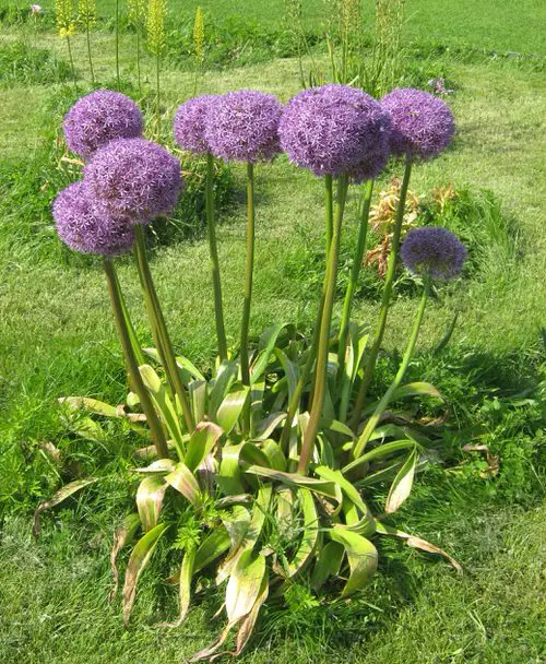 Amazing Flowers and Purple Plants Outside