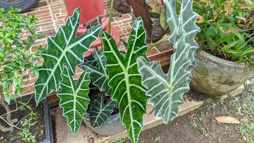 Best Plants for Soggy & Wet Soil 19