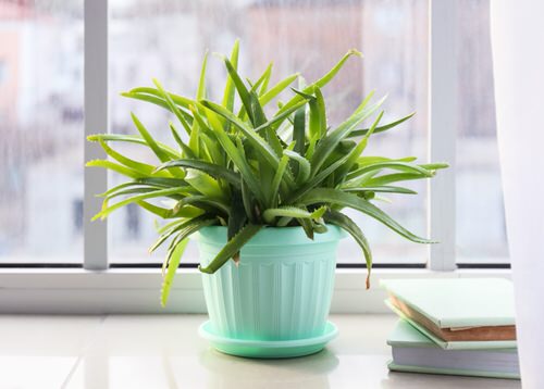 top Easiest Indoor Plants to Take Care Of
