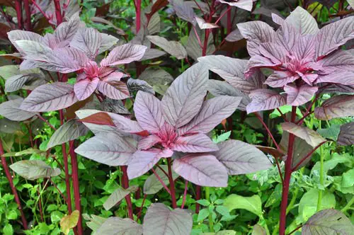 Abundant harvest of fresh veggies, all season long! 8