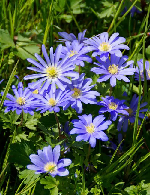 Amazing Purple Flowers for Outdoor Plants