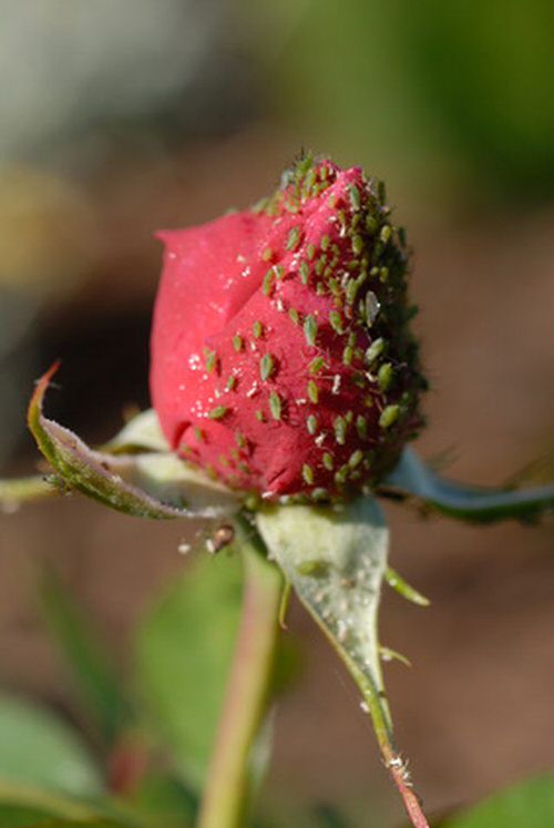 Natural Ways to Kill Aphids 