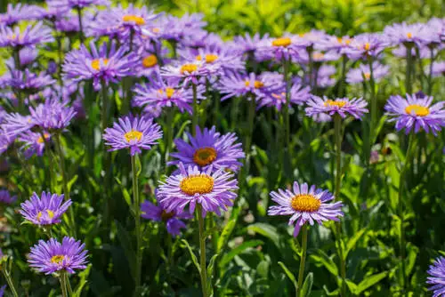 Flowers and Purple Plants Outside
