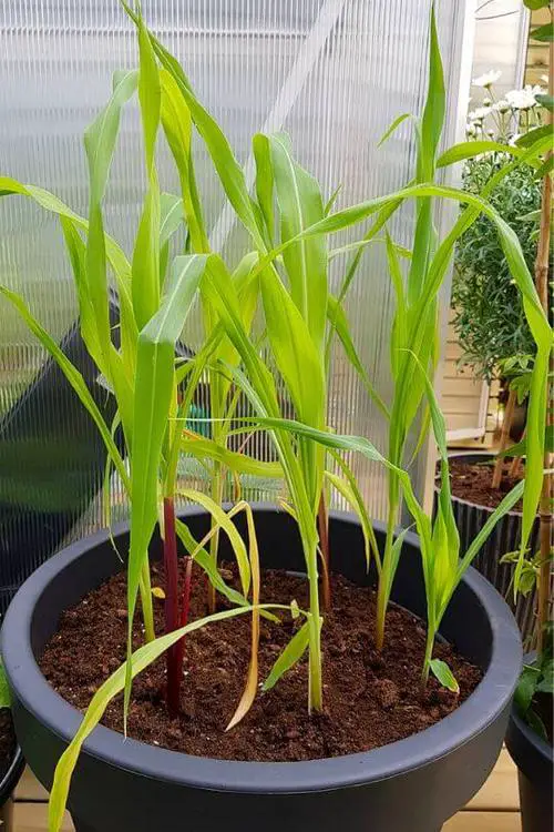 Baby Corn Plant Care
