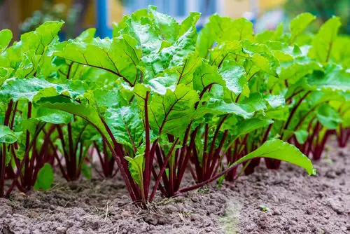 25 Best “Cut and Come Again Vegetables” for a Lot of Harvest! 4