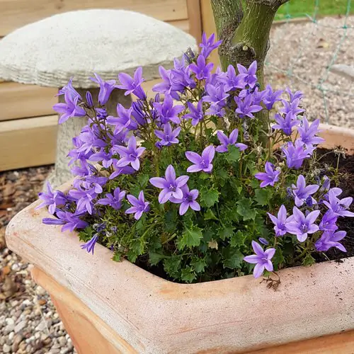 Purple Flowers and Plants outside