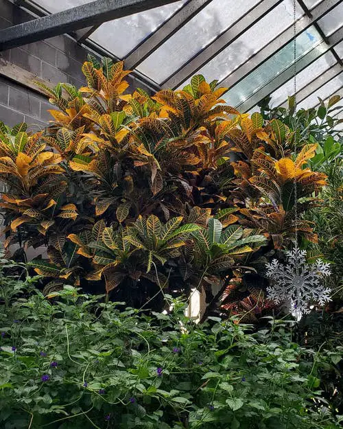 Croton As a Tree