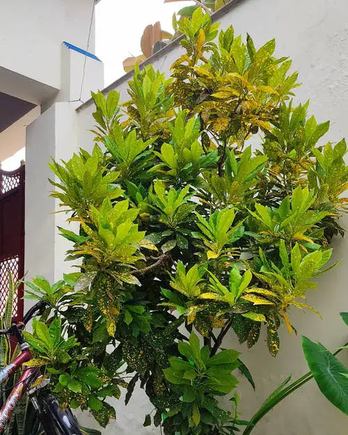 How to Grow Big Croton Like a Tree 2