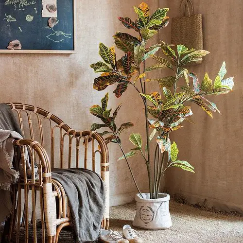 #1 Technique to Grow Big Croton Like a Tree