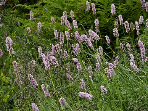 Best Plants for Soggy & Wet Soil 13