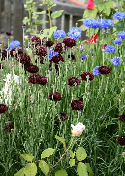 Bringing Black Plants and Flowers to Your Yard 