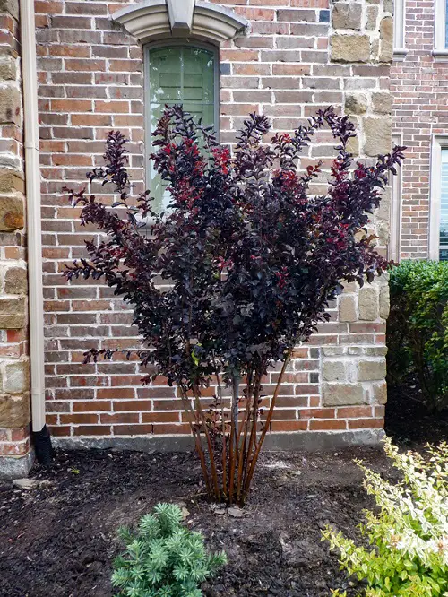 lovely Black Flowers and Plants to Your Garden