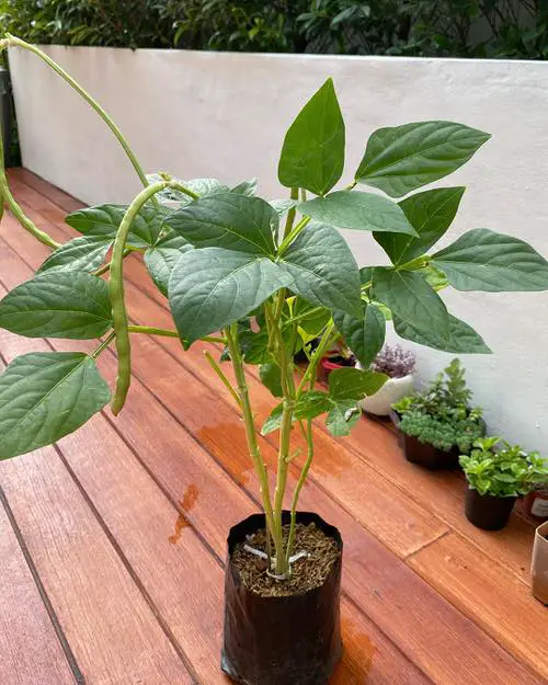 Best Heat Tolerant Vegetables 13