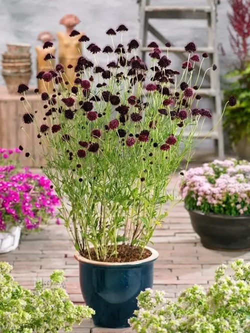 beautiful Black Flowers and Plants to Add Drama to Your Garden