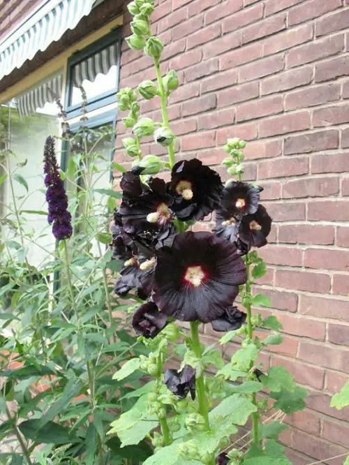 Black Flowers and Plants Your Garden