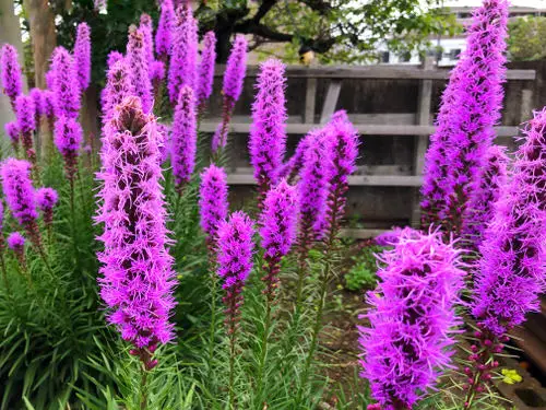 Purple Flowers and Plants garden