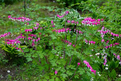 Moisture Loving Plants 18