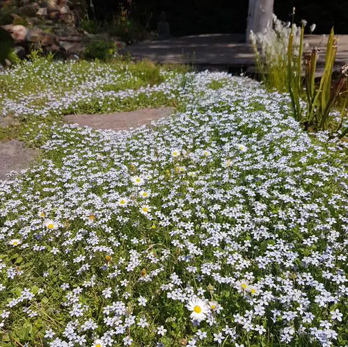 Best Grass Alternative Plants 9