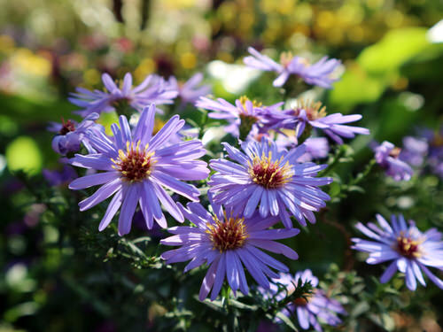 Purple Plants and Flowers Outside
