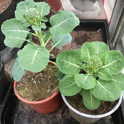 25 Best “Cut and Come Again Vegetables” for a Lot of Harvest! 1