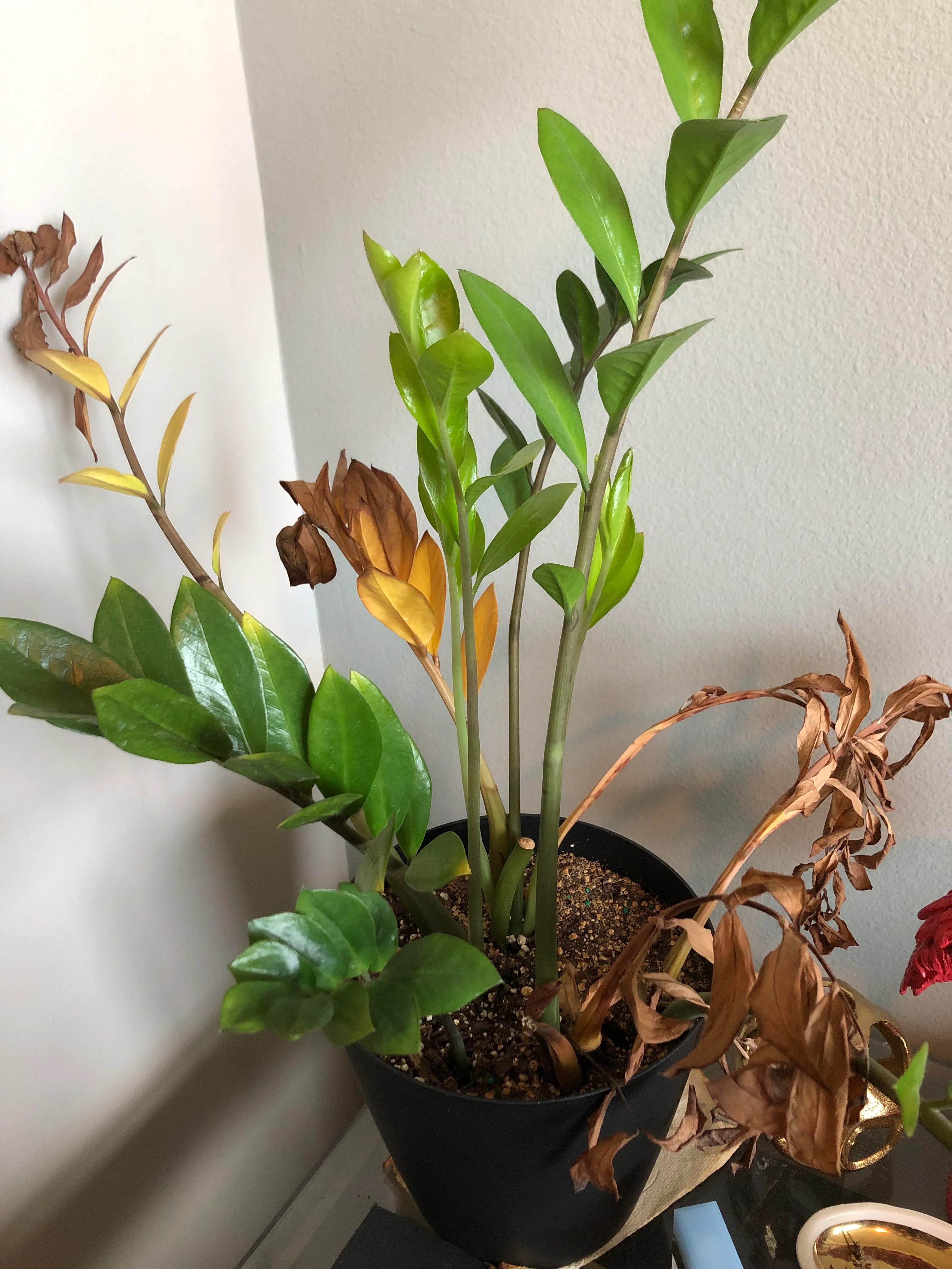 Common ZZ Plant Problems 2