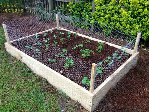 How to Keep Cats Out of the Garden? 2