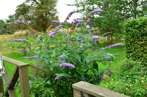 top Purple Flowers plant in garden