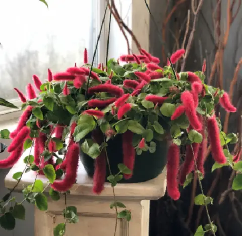 Trailing Foliage Plants 28