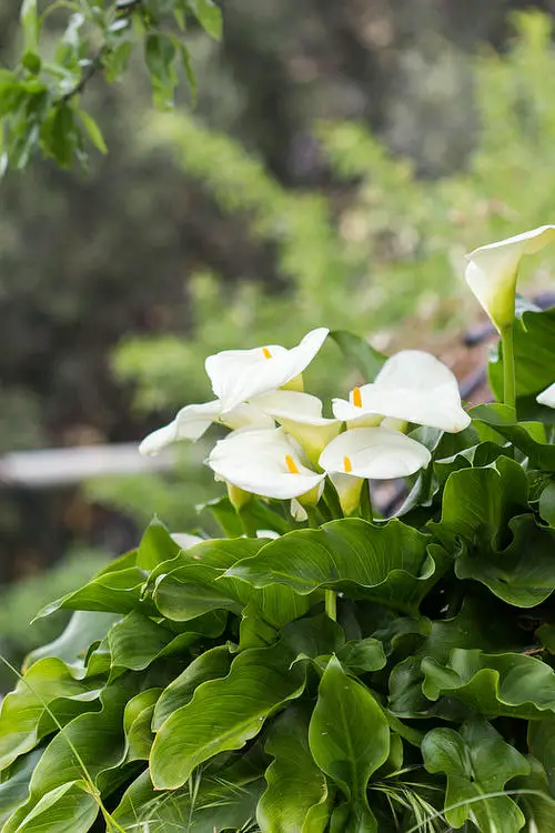 Moisture Loving Plants 6